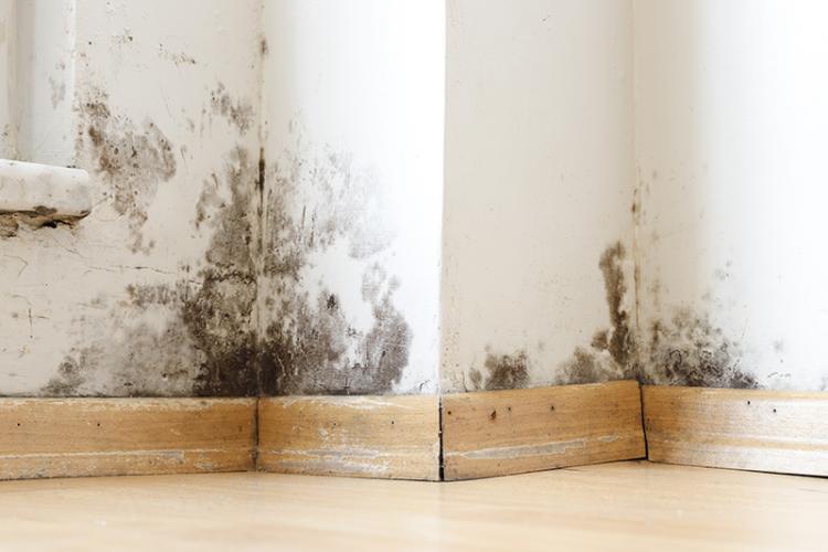 Mold on an interior wall of a house