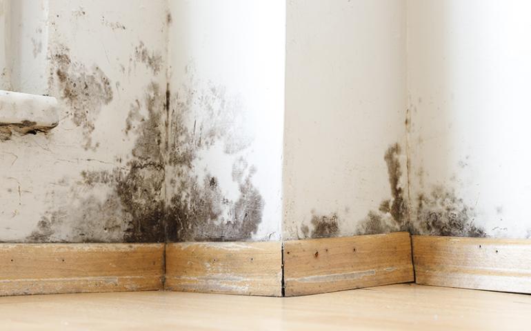 Mold on an interior wall of a house